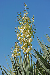 Wall Mural - yucca filamentosa in bloom