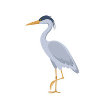 Gray Heron Standing On One Leg Isolated On White Background