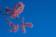 Wild Himalayan Cherry Or Thailand Sakura, Which Is Pinkish White In Color Flowers As Selective Focus And On Blue Sky Background.