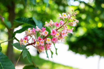 Spring Chestnut tree branch at bloom on background of green leaves. Kiev, Ukraine. Pink candles of flowering Horse chestnut tree (Aesculus hippocastanum, Conker tree) with blooming flowers. 
