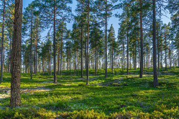 Wall Mural - Beautiful pine forest with a green forest floor in beautiful morning sunlight