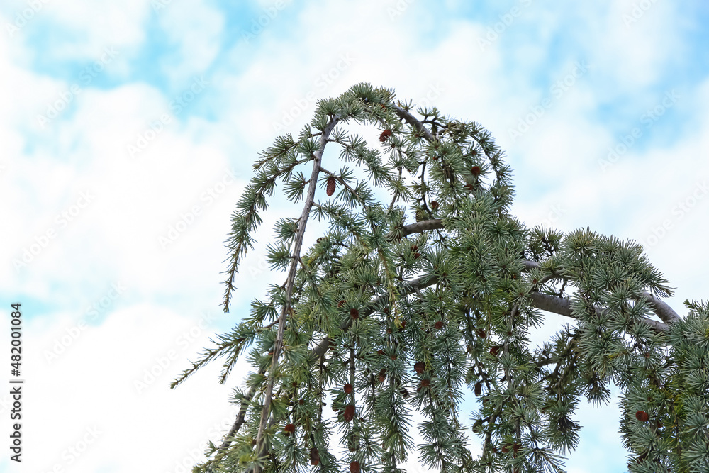 Beautiful fir tree branches on sky background