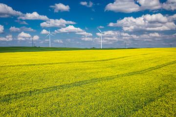 Canvas Print - Blooming raps flowers and wind turbine. Poland agriculture.