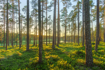 pine forest in sweden in morning sunlight and mist in the air