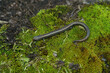 Closeup on the Santa Lucia Mountains slender salamander , Batrachoseps luciae on moss in California