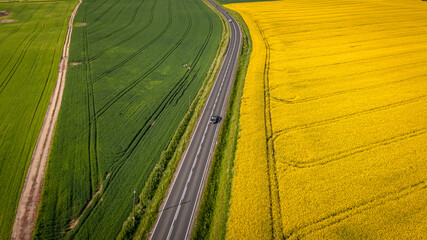 Poster - Amazing field of rapeseed in Poland countryside.