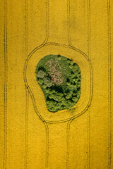 Poster - Amazing yellow raps flowers in Poland countryside.