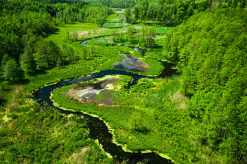 Wall Mural - Stunning river and blooming algae in summer.