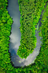 Wall Mural - Flying above river and green algae in summer.