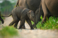 Elephant Calf Crossing A Trail With A Herd At Manas National Park, Assam, India