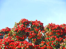 Red Blooming Metrosideros Excelsa New Zealand Christmas Tree