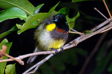 Wall Mural - Souimanga sunbird // Malegassennektarvogel (Cinnyris sovimanga)