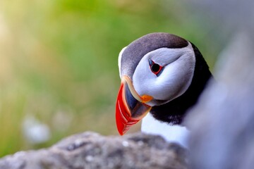 A closeup shot of an Atlantic puffin face with a nice warm green background, from Runde, Norway.
