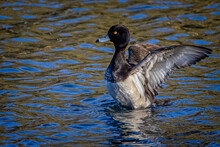 Close Up Of A Tufted Duck Flapping Wings In Lake