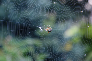 spider on web