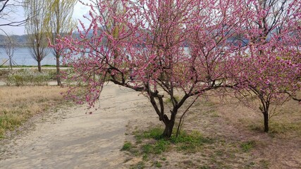 Wall Mural - Peach tree in full bloom