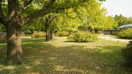 Wall Mural - trees in the park
