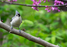 Front View Of Tufted Titmouse Bird With Raised Crest
Perched On A Branch Of An Eastern Redbud Tree With Pink Flowers In The Background