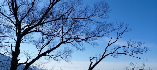 Wall Mural - branches against blue sky