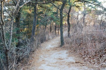 Wall Mural - The mountain path around winter evening