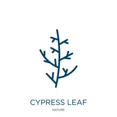 Wall Mural - cypress leaf icon from nature collection. thin linear cypress leaf, nature, cypress outline icon iso