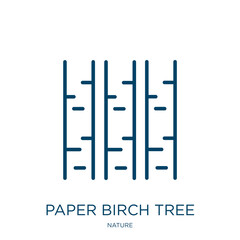 Wall Mural - paper birch tree icon from nature collection. thin linear paper birch tree, season, tree outline ico
