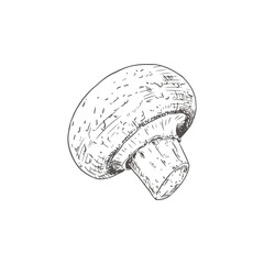 Wall Mural - Hand drawn champignon. Isolated sketch on white background. Vector illustration.