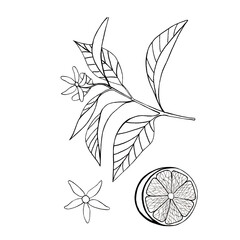 hand drawn black and white graphic drawing of a lemon branch on a white background. Drawing of citrus fruits, flowering branch and cut lemon.
