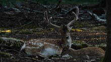 Fallow Deer In Natural Environment. Female And Male. Deer Dama Dama. Vision Park In Auberive Region, France. Slow Motion