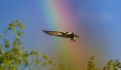 Wall Mural - Common Tern in flight. Adult common terns in flight on the blue sky and rainbow background. Scientific name: Sterna hirundo.  Natural habitat, summer season. Ladoga Lake. Russia .