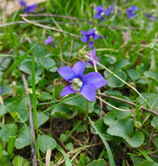 Wild Violet