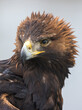 closeup portrait of a golden eagle (Aquila chrysaetos)