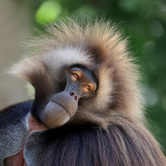 Wall Mural - closeup of gelada monkey (Theropithecus gelada) in wild