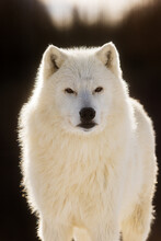 Male Arctic Wolf (Canis Lupus Arctos) Beautiful Very Close Portrait