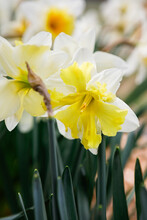 Close Up Of A Row Of Yellow And White Daffodils Blooming In Spring In A Home Garden