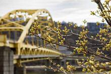 Tree buds opening in spring in front of the Fort Pitt Bridge crossing the Monongehela River in downtown Pittsburgh, Pennsylvania