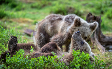 Wall Mural - brown bear cubs playfully fighting in summer forest. scientific name: ursus arctos arctos.wild natur
