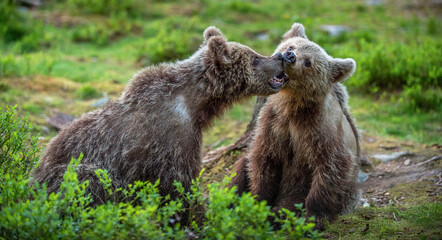 Wall Mural - brown bear cubs playfully fighting in summer forest. scientific name: ursus arctos arctos.wild natur
