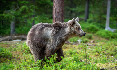 Wall Mural - running brown bear cub in summer forest. motion blur. wild nature. natural habitat
