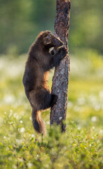 Poster - Wolverine climbing on the pine tree. Sunset light. Wild nature. Natural habitat. Scientific name: Gulo Gulo