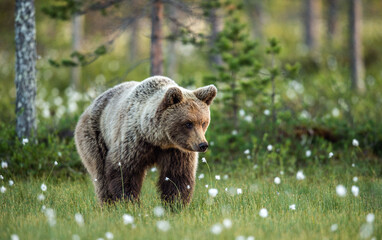 Wall Mural - brown bear walking in the summer forest at sunrise. scientific name: ursus arctos. wild nature. natu