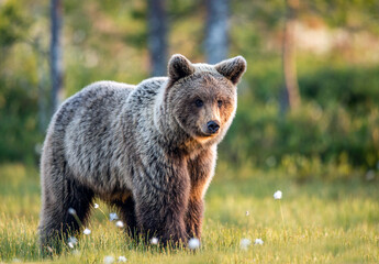 Wall Mural - brown bear in the summer forest at sunrise. scientific name: ursus arctos. wild nature. natural habi