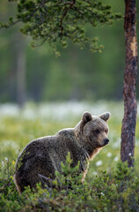 Poster - Brown bear in the summer forest at sunrise. Scientific name: Ursus arctos. Wild nature. Natural habitat..