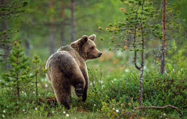 brown bear in the summer forest at sunrise. scientific name: ursus arctos. wild nature. natural habi