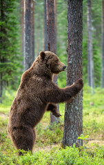 Wall Mural - brown bear stands on its hind legs by a tree. adult male of brown bear in the summer pine forest. sc