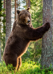 Wall Mural - brown bear stands on its hind legs by a tree. adult male of brown bear in the summer pine forest. sc