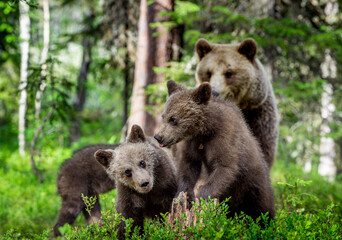 Wall Mural - she-bear and bear cubs in the summer pine forest. wild nature. natural habitat. brown bear, scientif