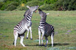 Burchell zebras playing in the field, zebras playing in nature reserve in South Africa. .