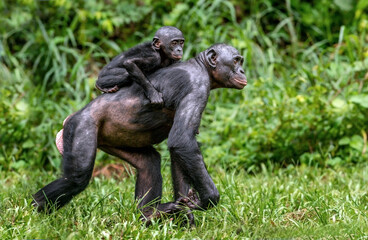 Wall Mural - bonobo cub on the mother's back. bonobo with baby, green natural background. the bonobo, scientific 