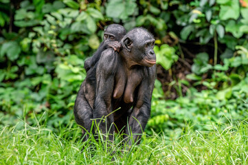 Wall Mural - bonobo cub on the mother's back. bonobo with baby, green natural background. the bonobo, scientific 